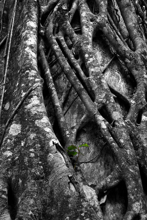 Strangler Fig