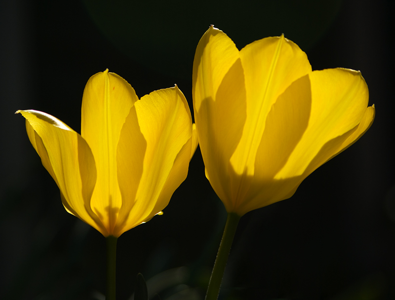 Yellow Tulips