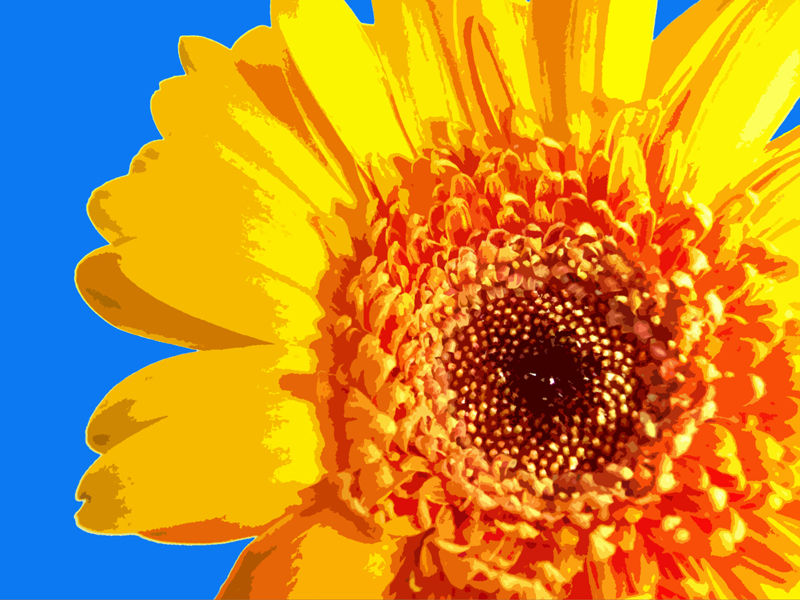 Chrysanthemum