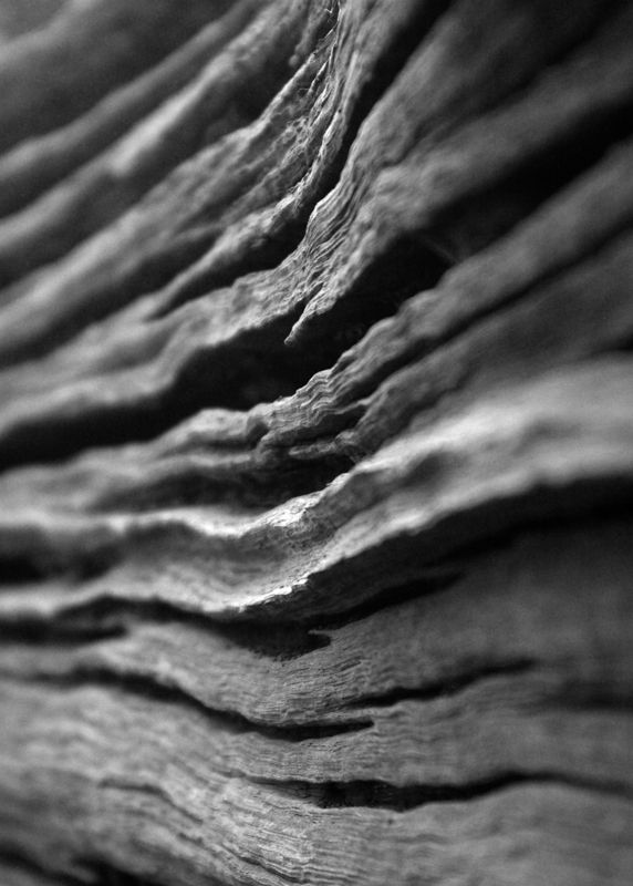 Erosion on tree trunk
