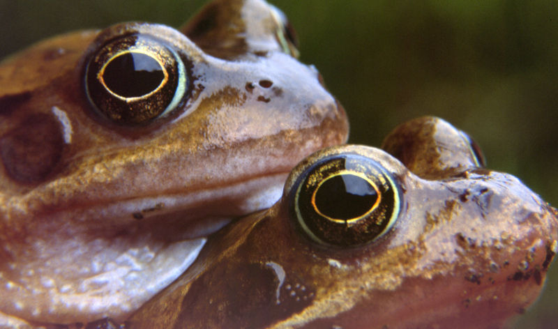 Frogs