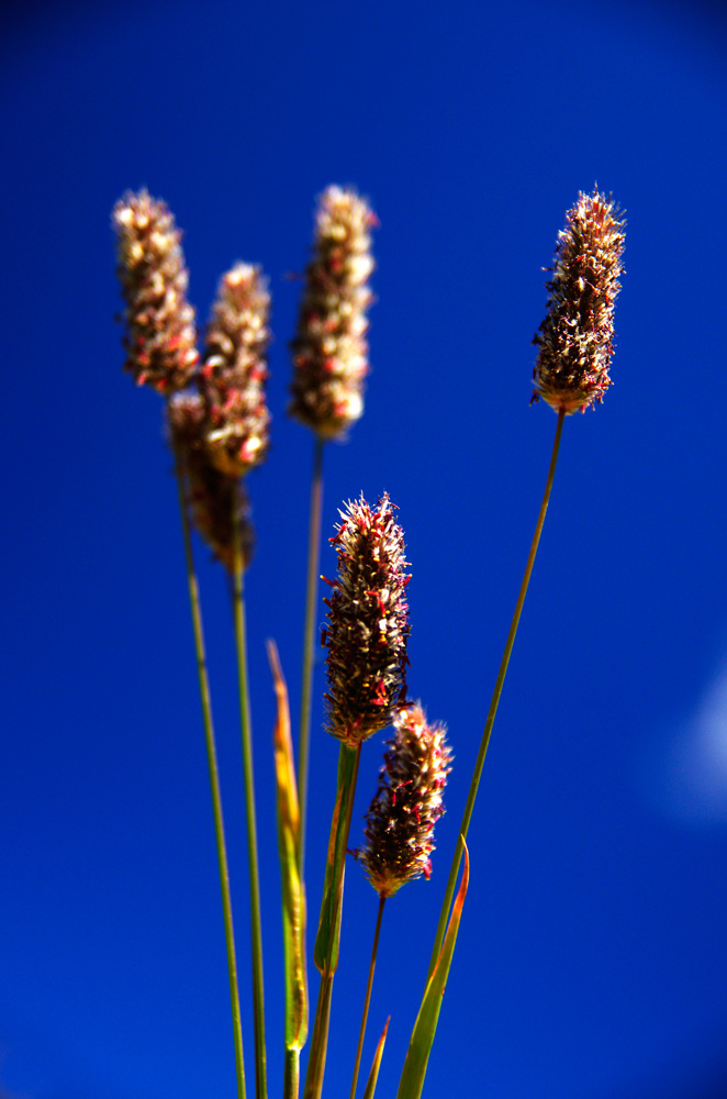 Grass seed heads