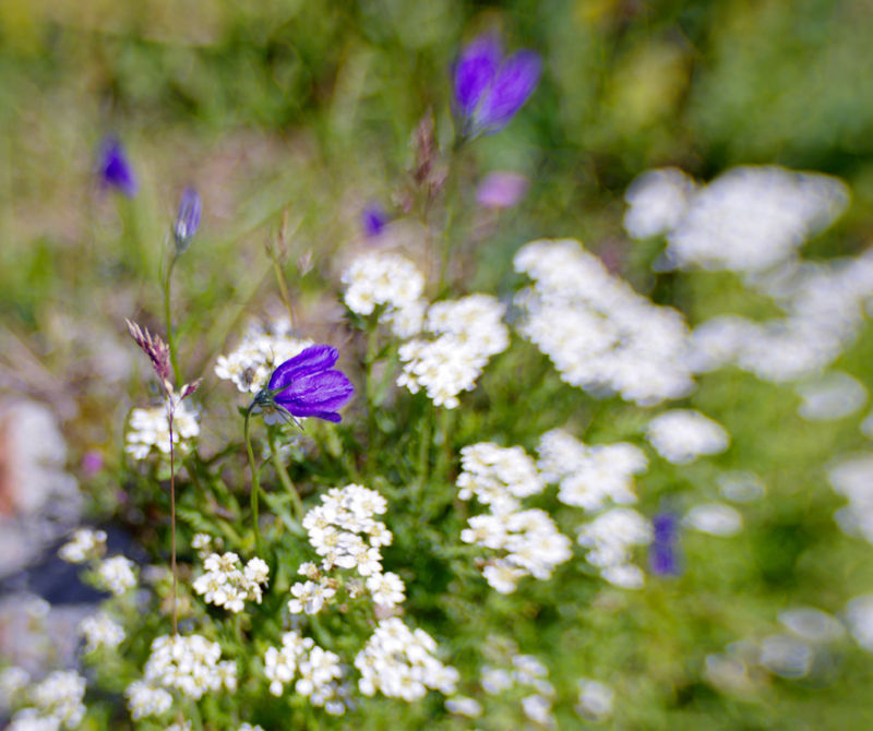 Hare Bells