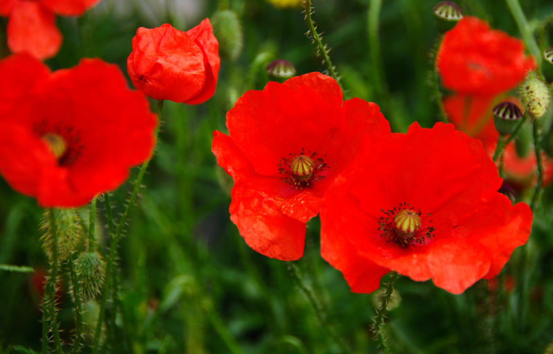 Poppies in a Liverpool Street