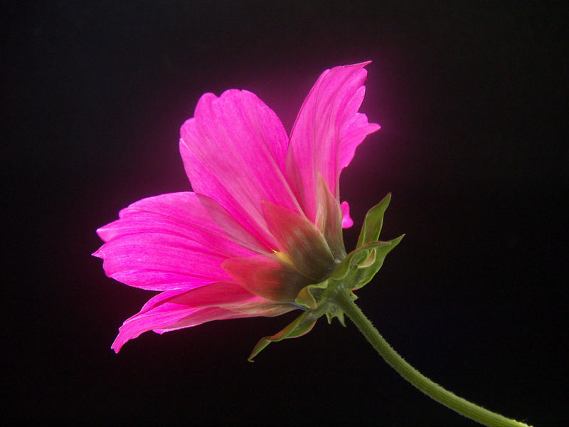 Cosmos 'Sensation'