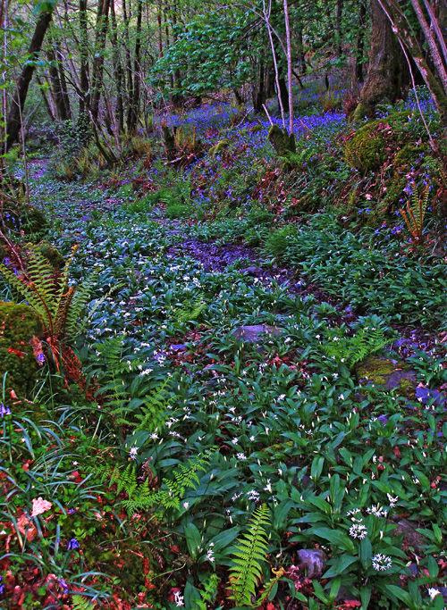 Woodland flowers
