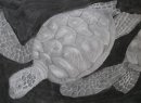 Detail of Green Turtles