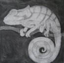 Old World Chameleon