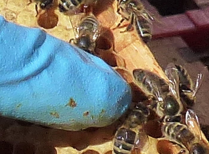 A close up of a Queen bee