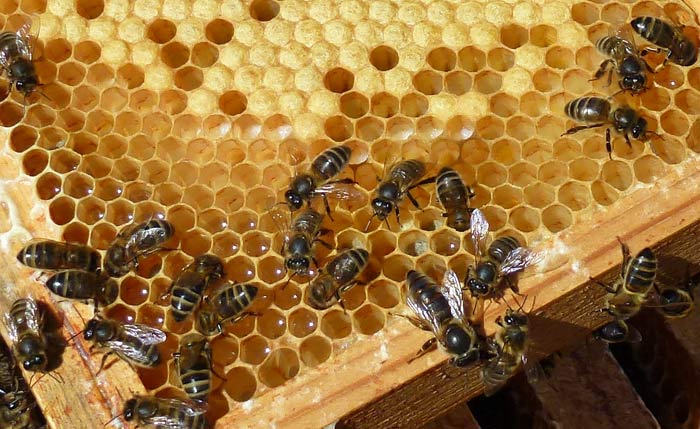 Queen Bee