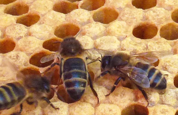Deformed Wing Virus