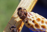 A Queen bee emerging from her cell