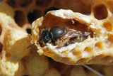 VT5L1392 Queen Emerging