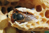 VT5L1395 Queen Emerging