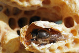 VT5L1396 Emerging Queen Bee
