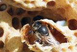 VT5L1398 Emerging Queen Bee