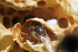VT5L1399 Emerging Queen