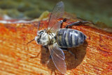 VT5L1491 Newly Hatched Bee