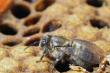 VT5L1524 Newly hatched worker bee