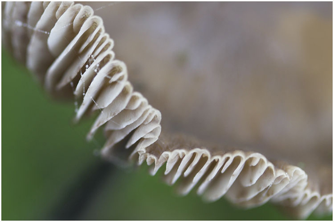 Magic mushroom