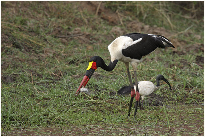 Saddle billed stork