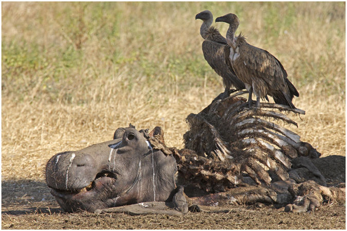 Vultures on hippo