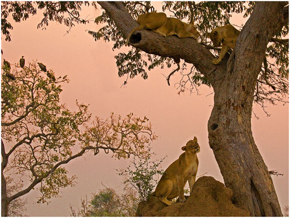 Lions and vultures at dusk