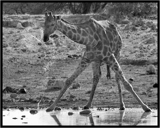 Taking a drink