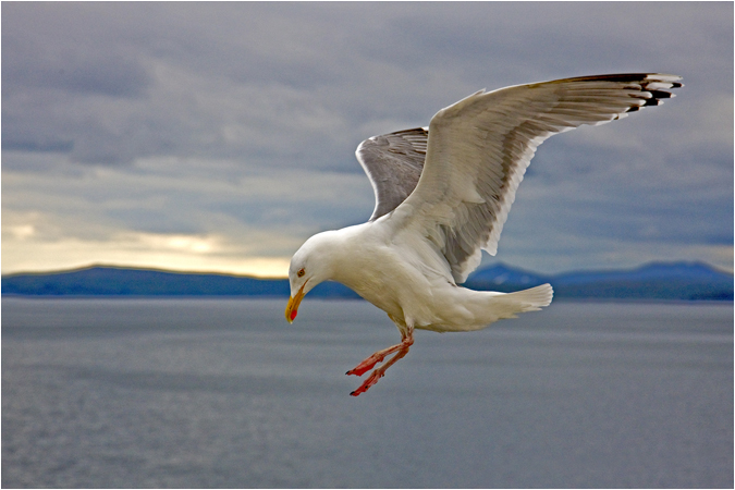 Seagull in flight
