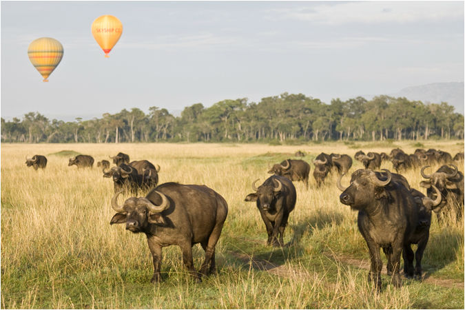 Buffalos and balloons