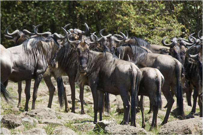 Wildebeest gathering