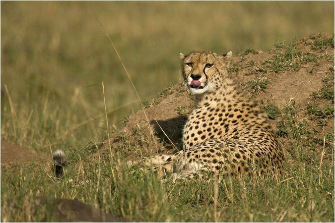 Cheetah at dawn
