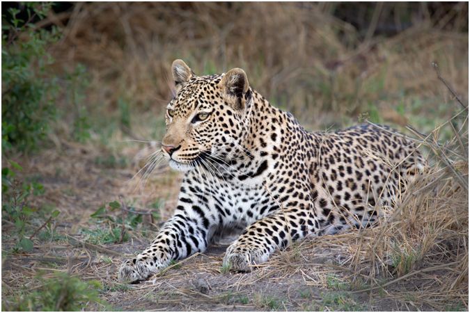 Relaxed Leopard