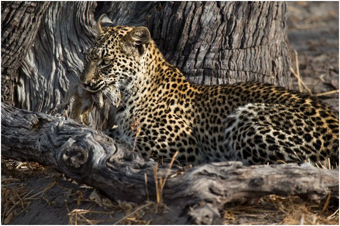 Young Leopard with a Ground Squirrel