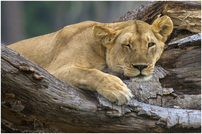 Lioness resting