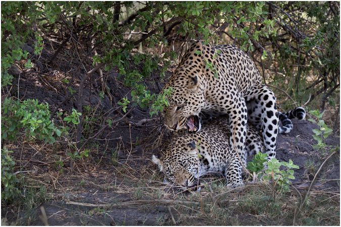 Leopards Mating