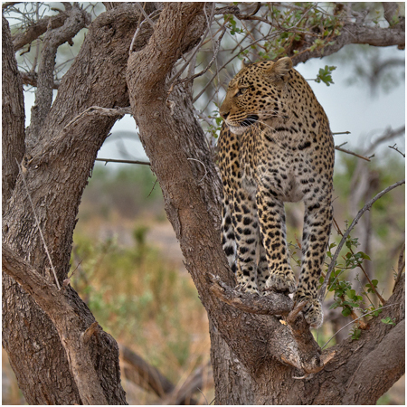 Leopard Hunting