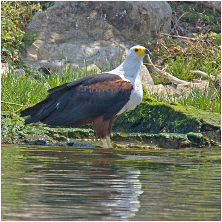 Fish Eagle