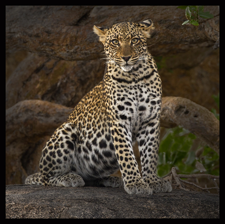 Adolescent male leopard