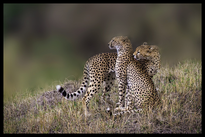 Cheetah Brothers