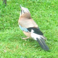 Colourful Jay