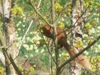 Gallery 1 - Wildlife