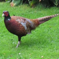 Cock Pheasant