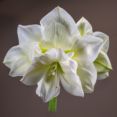 Amaryllis
