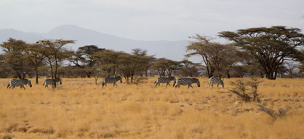 Zebra in Buffalo Springs Reserve, northern Kenya.