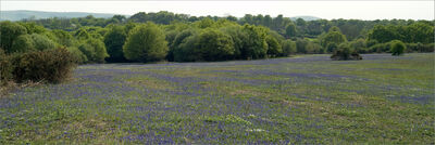Spring time on Ditchling Common, Bluebells.