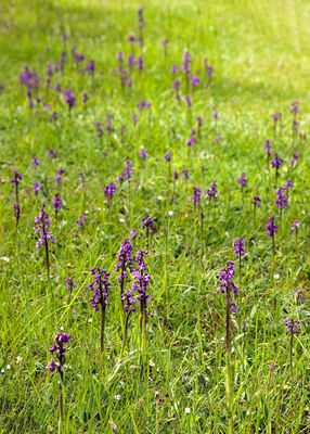 Green Winged Orchid, Orchis morio.