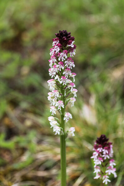 Burnt Orchid