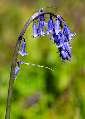 Bluebell, Hyacinthoides non-scripta.