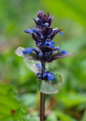 Pyramidal Bugle, Ajuga pyramidalis
